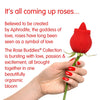 Woman's hand with red nail varnish holding a rose stem with the Skins lix rose buddy being used as the flower